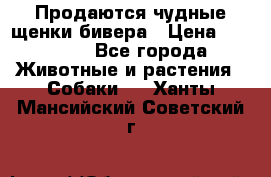 Продаются чудные щенки бивера › Цена ­ 25 000 - Все города Животные и растения » Собаки   . Ханты-Мансийский,Советский г.